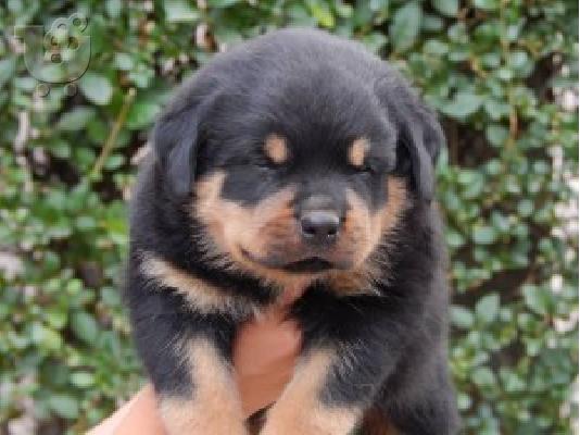 PoulaTo: ROTTWEILER